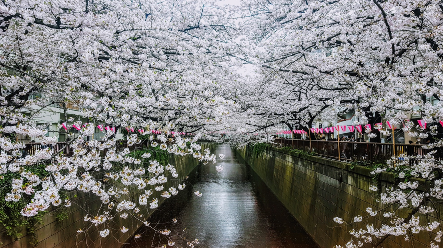 Best Places to See Cherry Blossoms in Tokyo