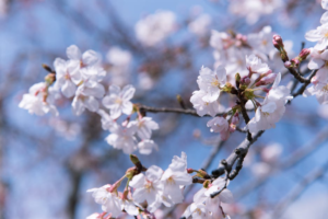 Best Places to go to for Cherry Blossom Viewing in Tokyo
