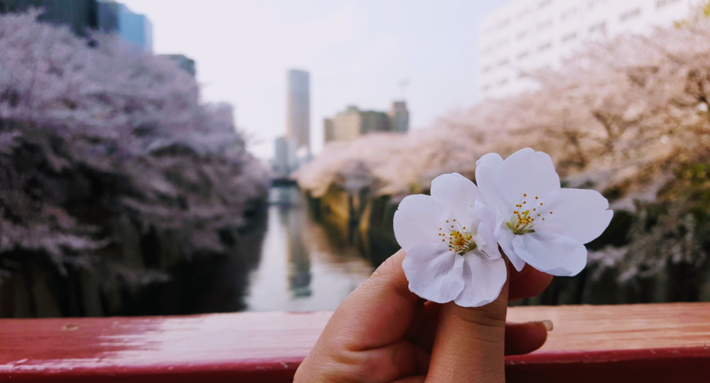 5 reasons to do the internship in Japan in spring