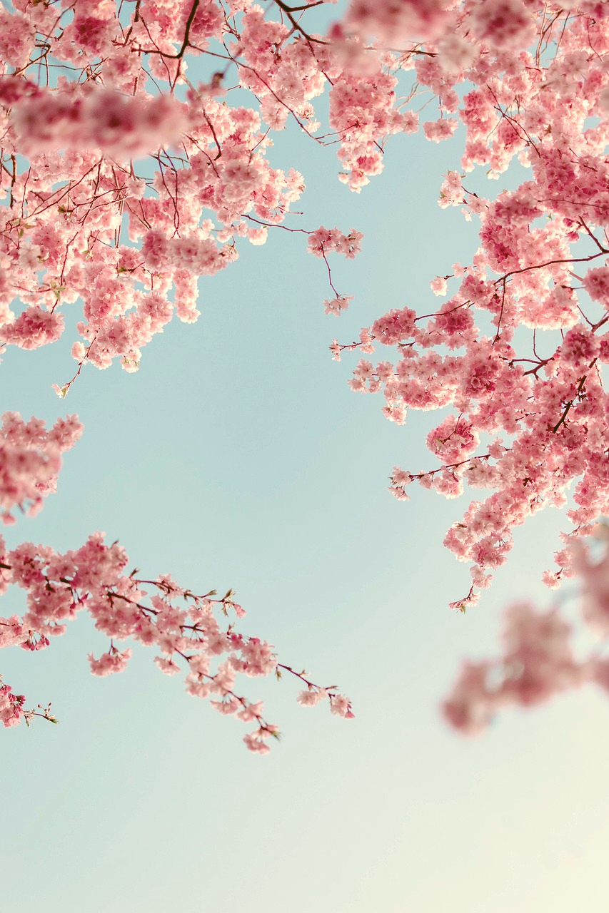 Interning in Japan: Enjoying Sakura Season Like a Local!