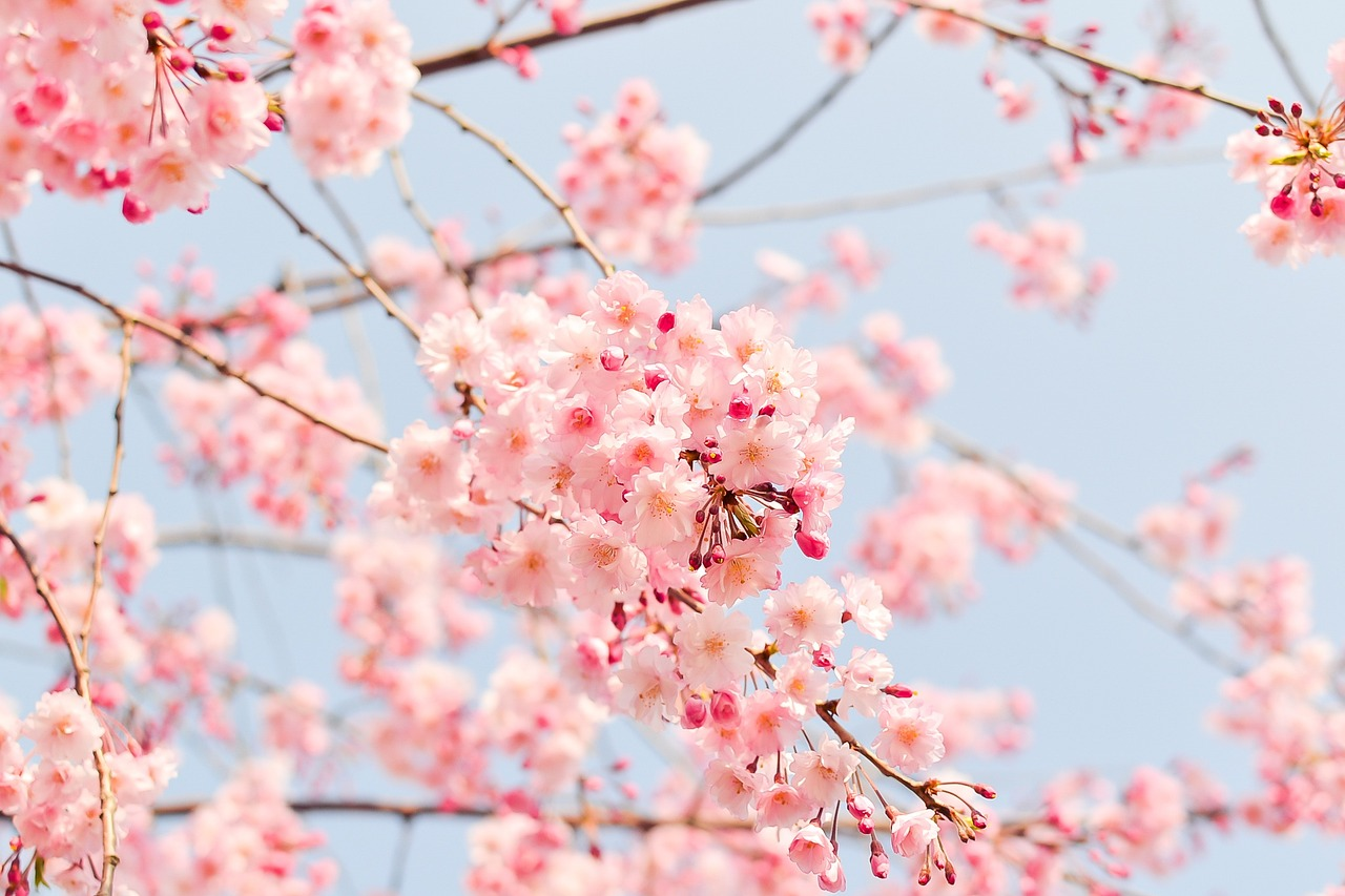 Sakura Season 2026 in Tokyo: Cherry blossom forecast & why spring is the best time to start your internship